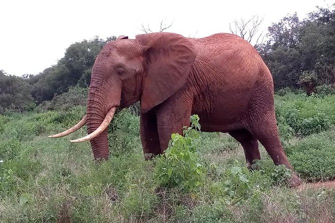 Safari Kenya With Patrick - Guest Reviews and Ratings