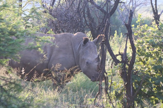 Safari Pilanesberg Nature Reserve & Monkey Sanctuary - Inclusions and Highlights