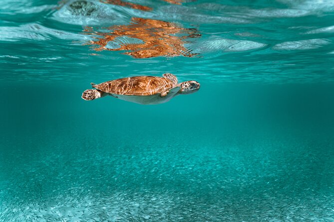 Sail, Snorkel, Picnic Lunch and Open Bar From Frenchmans Reef - Accessibility and Participation