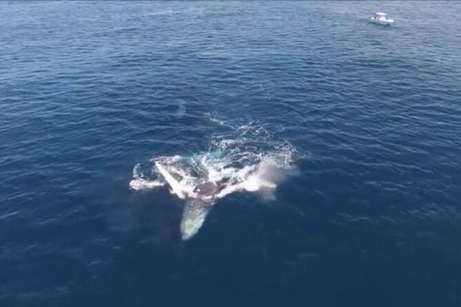 Samaná Whale Watching Excursion and Cayo Levantado Adventure From Punta Cana - Whale Watching Opportunity