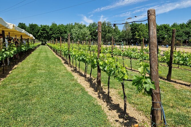San Gimignano and Siena Private Wine Tasting Tour With Lunch - Inclusions and Benefits