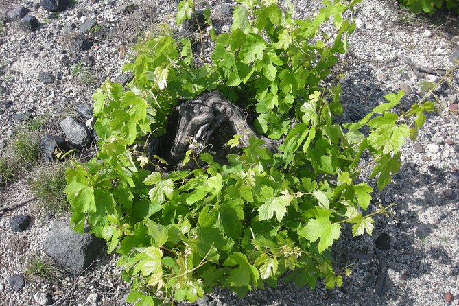 Santorini Wine Tasting & Food Pairing :Taste Good Life at Santorini - Winery Visits and Tastings