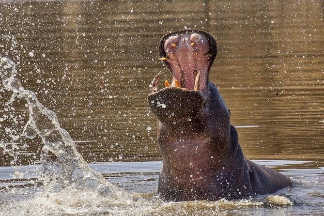 Scenic Game Drive Activity - Pricing and Duration