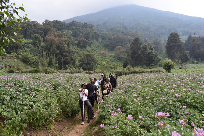 Scenic Walk Around Volcanoes - Review Highlights