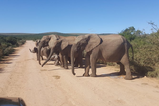 Schotia Open Vehicle Safari Game Drive - Meeting and Pickup