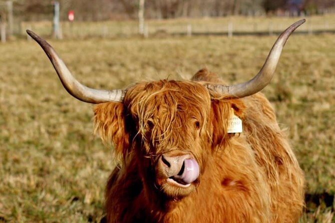 Scotland Lochs & Glens Day Tour Review - Highlights of the Experience
