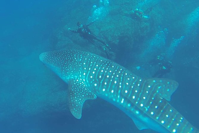 Scuba Diver Certification - Meeting Point and Schedule