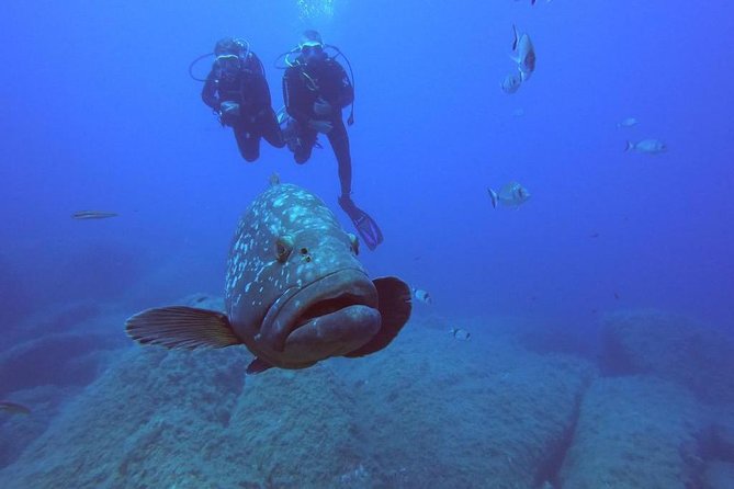 Scuba Diving in La Maddalena and Lavezzi Marine Protected Areas. - Scheduling and Availability