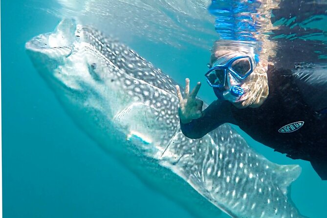 Sea of Cortez Combo: Whale Sharks, Sea Lions & Balandra Beach - Inclusions and Amenities