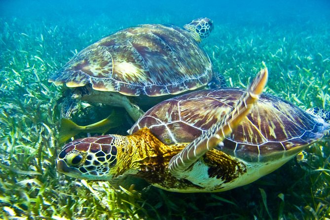 Sea Turtle and Cenotes Half Day Snorkeling Tour From Riviera Maya - Inclusions and Amenities