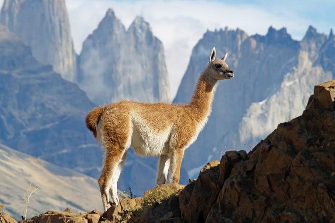 Self Drive Experience in Torres Del Paine National Park - 6 Days - Car Rental Information