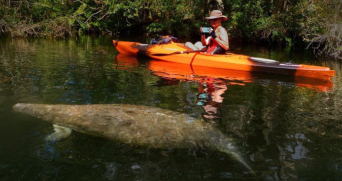 Self-Guided Kayaking Manatee and Dolphin Tour - Meeting Location