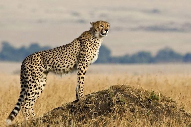 SERENGETI NATIONAL PARK Tour - Pickup and Meeting Details