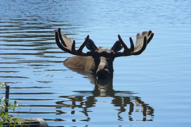 Seward to Anchorage Cruise Transfer and Private Tour - Inclusive Logistics Details