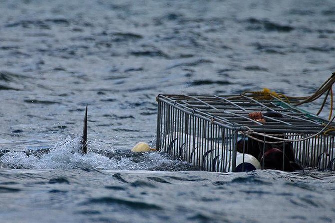 SHARK CAGE DIVING and VIEWING (Self Drive) - Location and Meeting Point