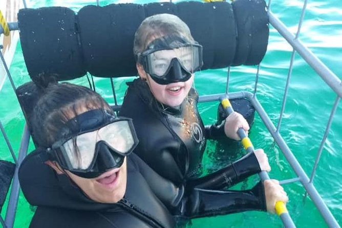 Shark Cage Diving - Observing Shark Behavior
