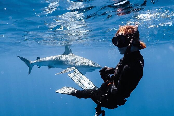 Shark Diving and Snorkeling in Oahu Hawaii - Exploring Oahus North Shore