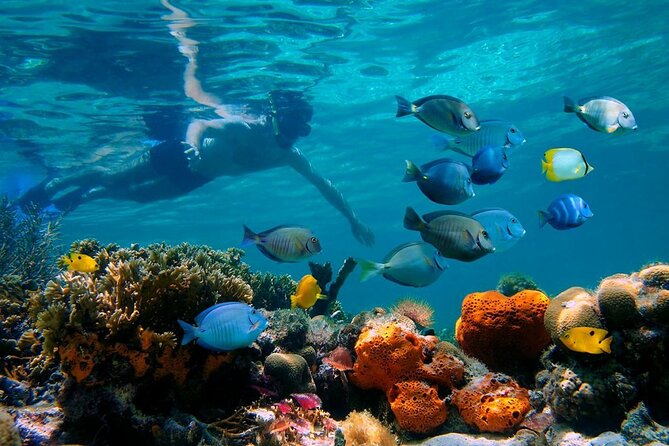 Shore Excursion 4-Hour Party Catamaran and Snorkeling - Pickup Guidance