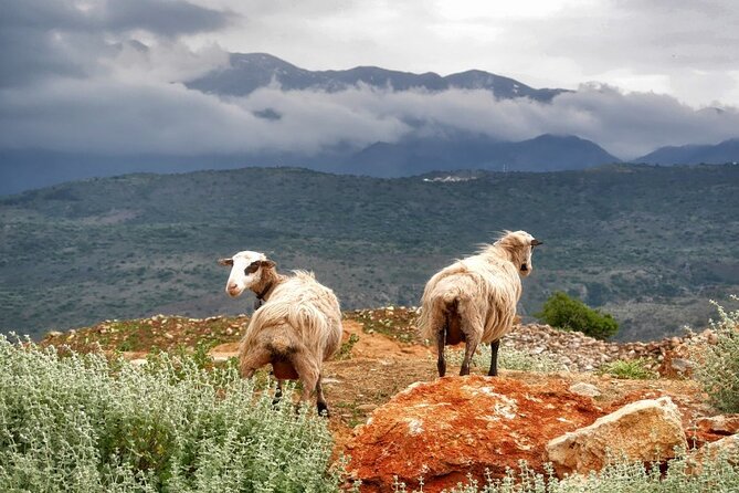 Shore Excursion Crete, Cave of Zeus, Palace of Knossos & Villages - Transportation and Logistics
