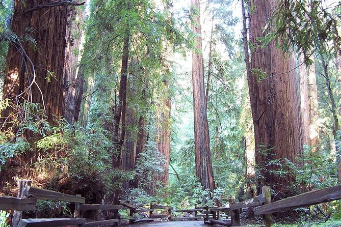 Shore Excursion: Guided Tour to Muir Woods With Roundtrip Journey - Departure Details
