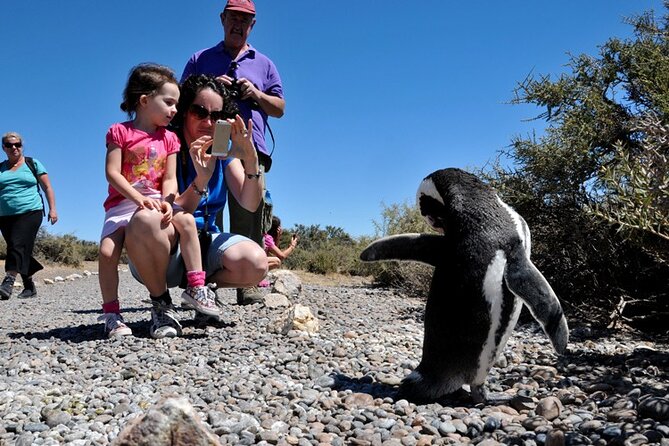 Shore Excursion to the Punta Tombo Reserve for Cruises - Inclusions and Whats Provided
