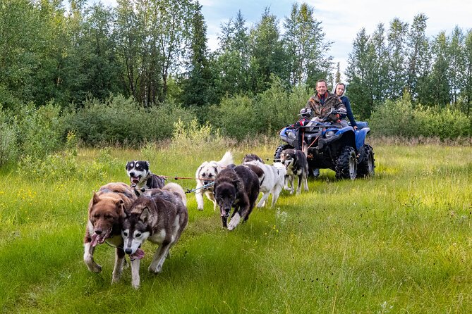 Short Norrbotten County Huskies Visit  - Kiruna - Activities and Experiences Offered
