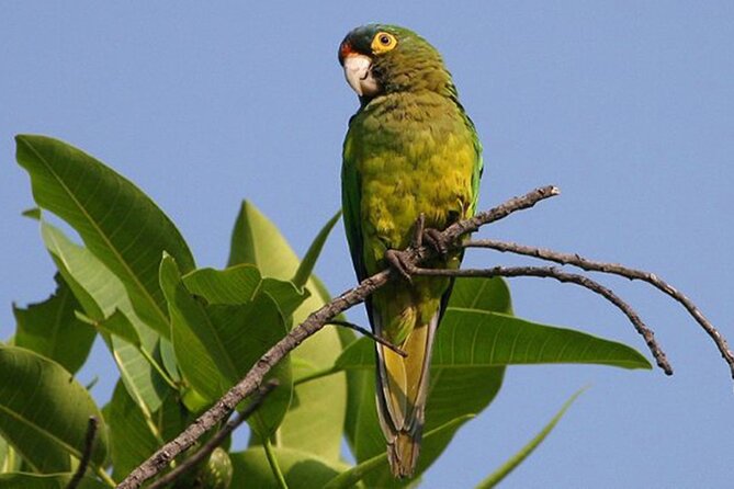 SIERRA Madre Highland Bird and Tuito - Endemic and Rare Bird Species
