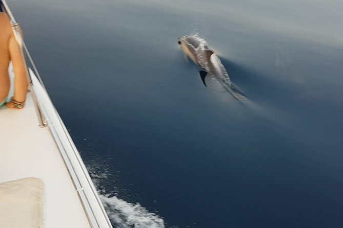 Sighting Dolphin Trip Estepona, Marbella - Meeting Point and Transportation