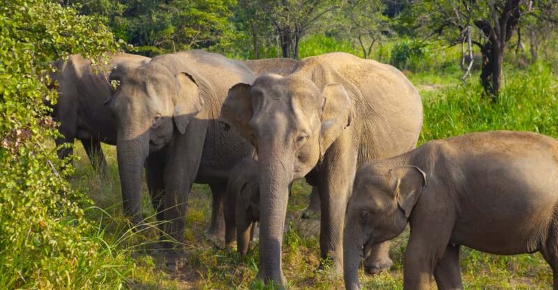 Sigiriya Fortress and Habarana Safari, Day Tour From Colombo - Lunch and Safari
