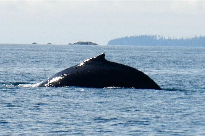 Sitka Shore Excursion: Whale-Watching and Marine Life Tour - Vessel and Comfort