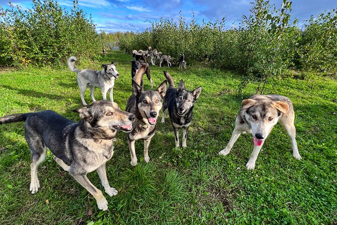 Sled Dog Kennel Tour - What to Expect