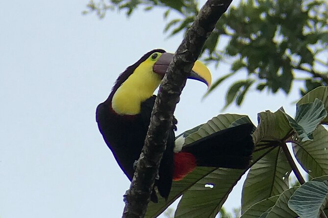 Sloth Tour and Wildlife Encounter - Exploring Finca Verde Lodge