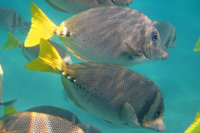 Small Group City Tour Los Cabos With Lunch Tequila and Candy - Inclusions and Activities