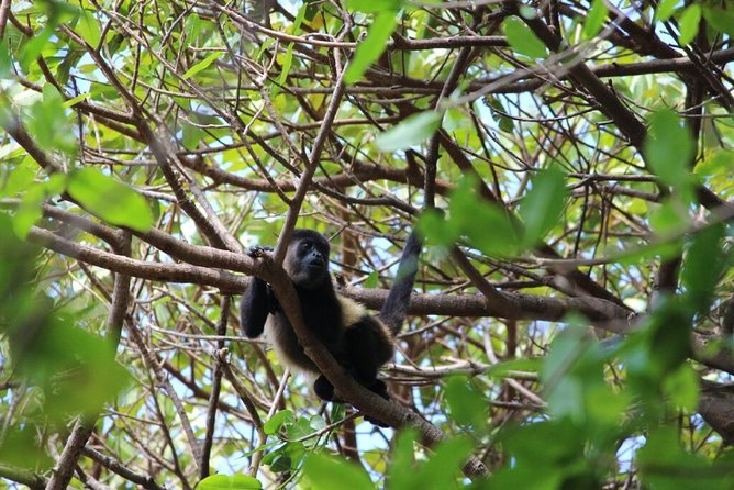 Small-Group Expedition of Ometepe Highlights With El Ceibo Museum - Meeting and Pickup Details