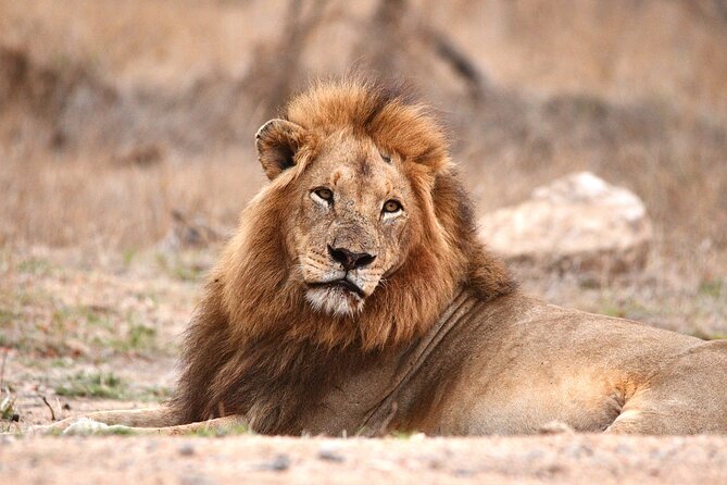 Small-Group Full-Day Safari Tour in Kruger National Park - Diverse Wildlife and Landscapes