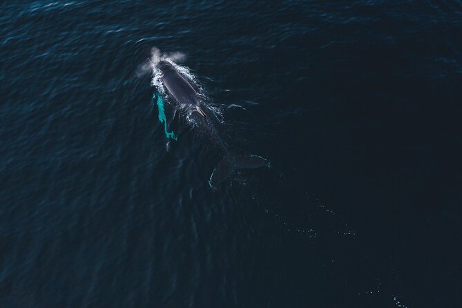 Small Group Whale Watching by RIB - Equipment and Amenities Provided