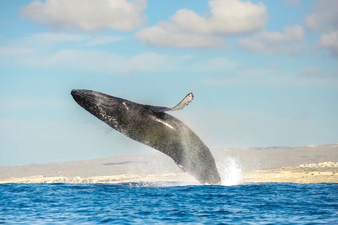 Small-Group Whale Watching Zodiac Boat Cruise in Cabo San Lucas - Inclusions and Exclusions
