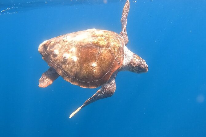 Snorkel Privately in Cabo San Lucas - Inclusions and Amenities