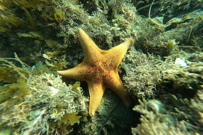 Snorkel San Diegos Mission Bay With a Marine Biologist - Meeting and End Points