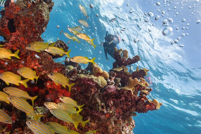 Snorkel Tour at Musa and Manchones Reef - Meeting and Pickup