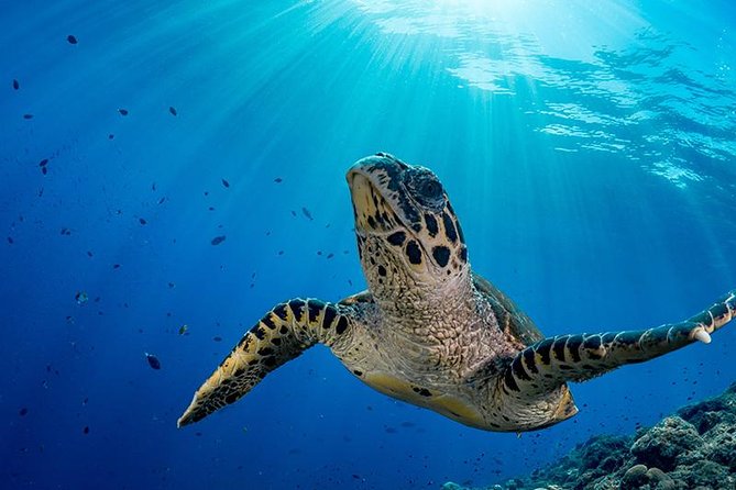 Snorkel Tour - San Jose Del Cabo - Tour Details and Highlights