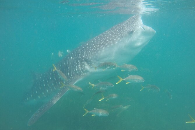 Snorkel Tour With Whale Shark in La Paz - Health and Safety Considerations