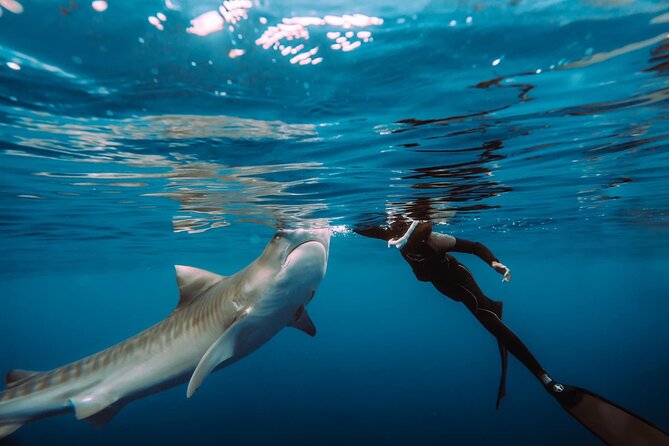 Snorkel With Sharks on the North Shore of Oahu - Pricing Information