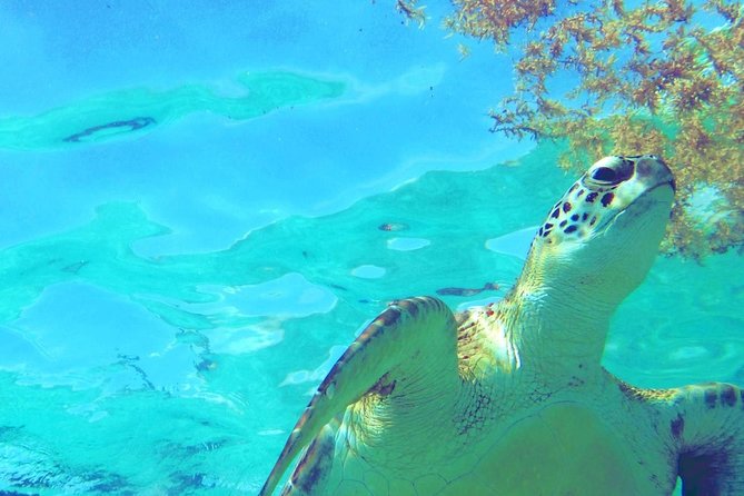 Snorkeling Adventure Tour Reef & Cenote - Unique Ecosystems Explored