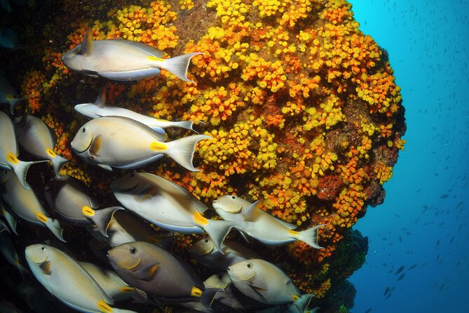 Snorkeling Experience in Santa Maria Bay by Boat - Inclusions and Availability