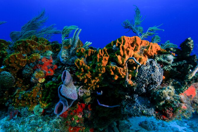 Snorkeling in Puerto Morelos With a Certified Guide! - Tour Information and Requirements