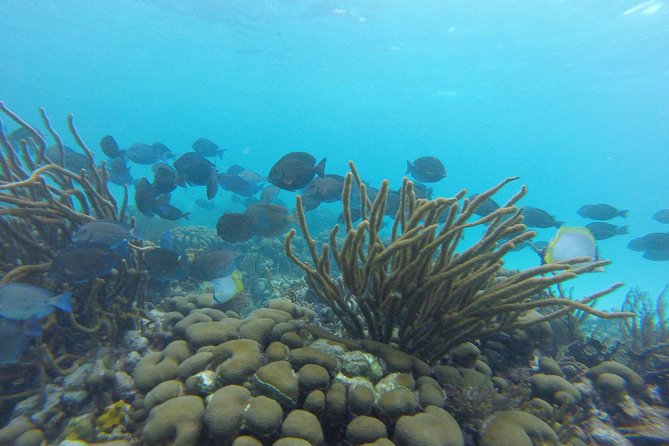 Snorkeling Tour (with Light Refreshments) - Schedule