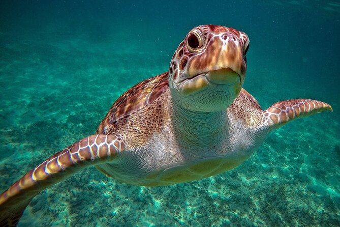 Snorkeling With Turtles and Cenote Tour From Riviera Maya - Inclusions and Logistics