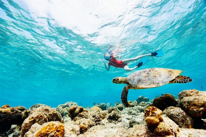 Snorkeling With Turtles and Cenotes - Meeting and Pickup