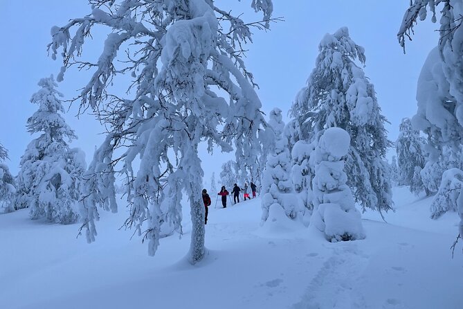 Snowshoeing in Pallas-Yllästunturi National Park - What to Expect During the Activity
